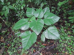 Urera baccifera