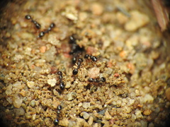 Monomorium