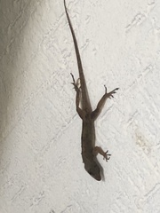 Anolis