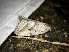 Phyllophila obliterata