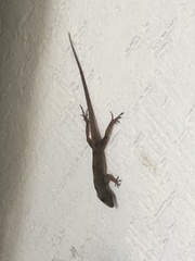 Anolis