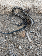 Aspidoscelis hyperythrus