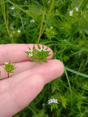 Sherardia arvensis
