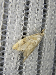 Glaucocharis moriokensis