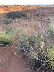 Bouteloua curtipendula