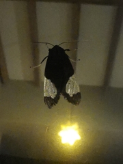 Bertholdia