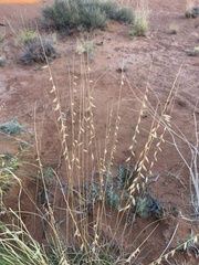 Bouteloua curtipendula