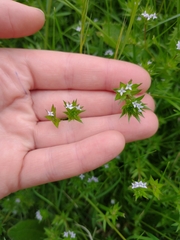 Sherardia arvensis