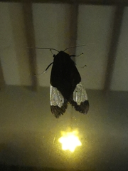 Bertholdia