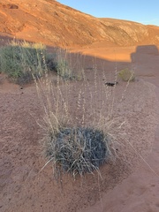 Bouteloua curtipendula