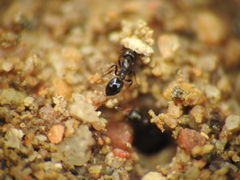 Monomorium