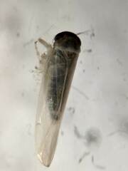 Cicadellidae