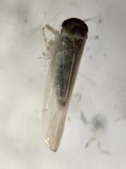 Cicadellidae