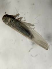 Cicadellidae