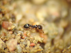 Monomorium