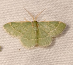 Chlorochlamys phyllinaria