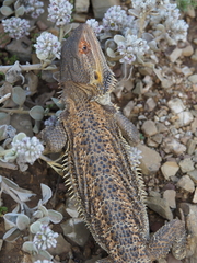 Pogona vitticeps