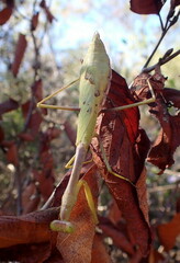 Stagmomantis floridensis