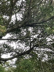 Platycercus caledonicus