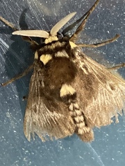 Megalopyge albicollis superba