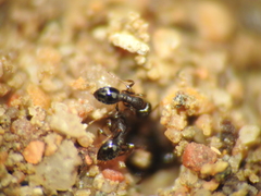 Monomorium