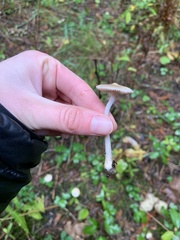 Mycena pura