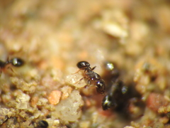 Monomorium