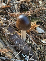 Amanita pachycolea