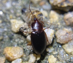 Calathus ruficollis