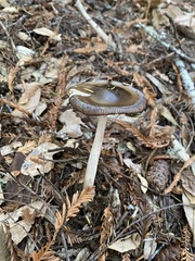 Amanita pachycolea