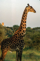 Giraffa camelopardalis tippelskirchi