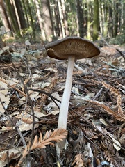 Amanita pachycolea