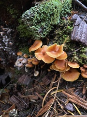 Xeromphalina