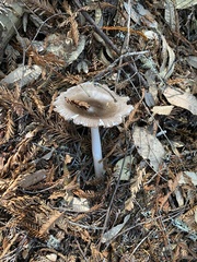Amanita pachycolea