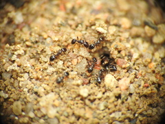 Monomorium
