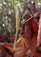 Stagmomantis floridensis