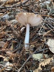 Amanita pachycolea