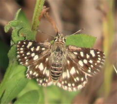 Ernsta colotes
