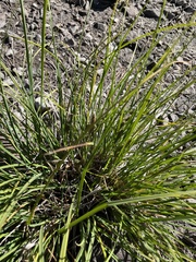 Carex vesicaria