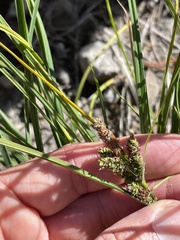 Carex vesicaria