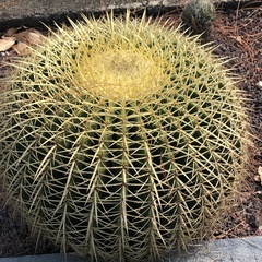 Kroenleinia grusonii