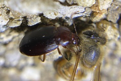 Calathus ruficollis
