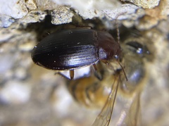 Calathus ruficollis