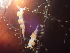 Coryphella trilineata