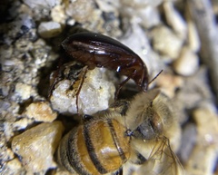 Calathus ruficollis