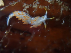Coryphella trilineata