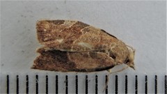 Pandemis canadana