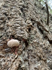 Cryptoporus volvatus