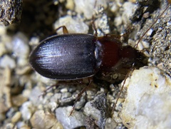 Calathus ruficollis