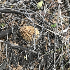 Morchella tridentina